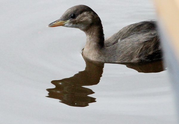 Smådopping (Tachybaptus ruficollis) Little Grebe