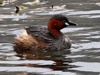 Smdopping (Tachybaptus ruficollis) Little Grebe