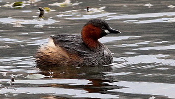 Smådopping (Tachybaptus ruficollis) Little Grebe