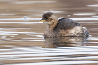 Smdopping (Tachybaptus ruficollis) Little Grebe