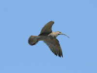 Smspov (Numenius phaeopus) Whimbrel