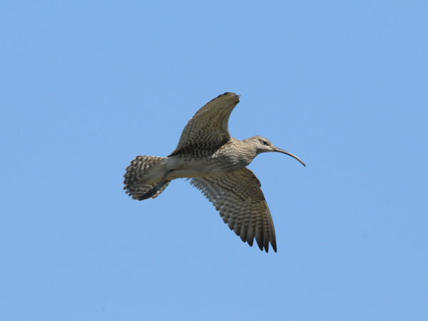 Småspov (Numenius phaeopus) Whimbrel