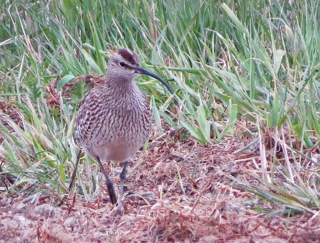 Småspov (Numenius phaeopus) Whimbrel