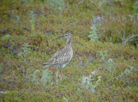 Smspov (Numenius phaeopus) Whimbrel