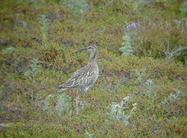 Småspov (Numenius phaeopus) Whimbrel