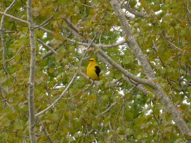 Sommargylling (Oriolus oriolus) Eurasian Golden Oriole 