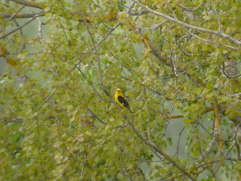 Sommargylling (Oriolus oriolus) Eurasian Golden Oriole 