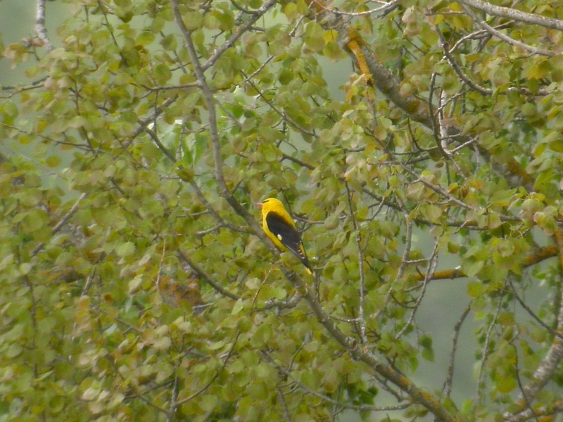 Sommargylling (Oriolus oriolus) Eurasian Golden Oriole 