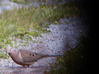 Spetsstjrtad duva (Zenaida macroura) American Mourning Dove