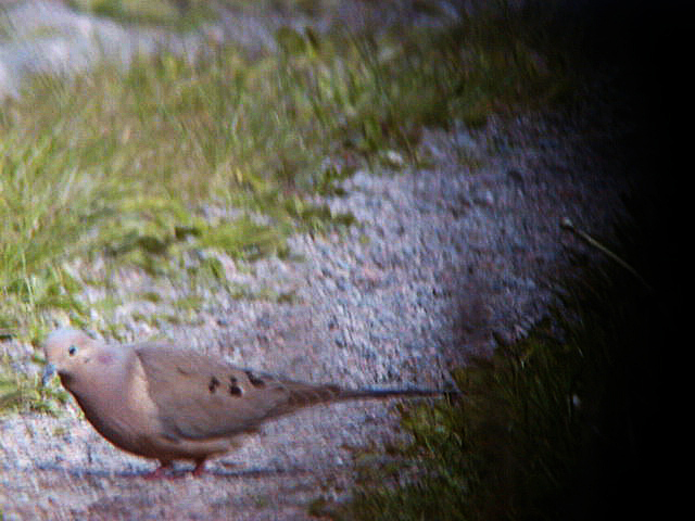 Spetsstjärtad duva (Zenaida macroura) American Mourning Dove