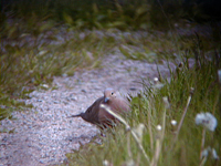 Spetsstjrtad duva (Zenaida macroura) American Mourning Dove