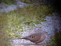 Spetsstjrtad duva (Zenaida macroura) American Mourning Dove