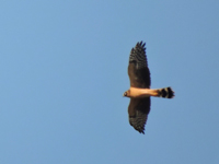 Stpphk (Circus macrourus) Pallid Harrier 