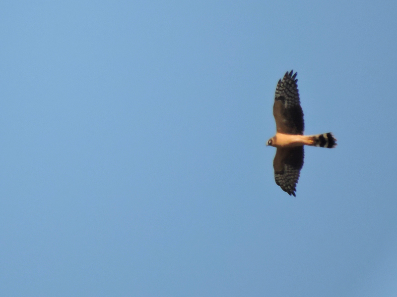 Stäpphök (Circus macrourus) Pallid Harrier