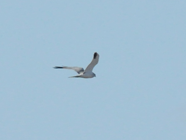 Stäpphök (Circus macrourus) Pallid Harrier