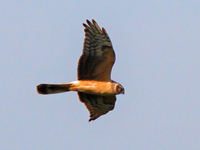 Stpphk (Circus macrourus) Pallid Harrier  