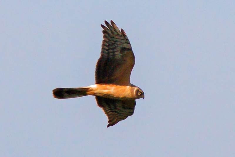 Stäpphök (Circus macrourus) Pallid Harrier