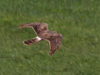 Stpphk (Circus macrourus) Pallid Harrier  