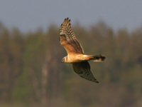 Stpphk (Circus macrourus) Pallid Harrier  