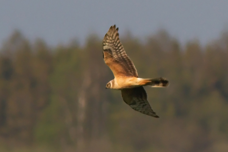 Stäpphök (Circus macrourus) Pallid Harrier