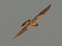 Stpphk (Circus macrourus) Pallid Harrier  