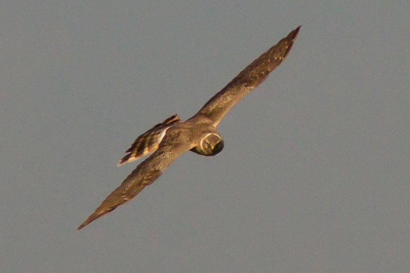 Stäpphök (Circus macrourus) Pallid Harrier