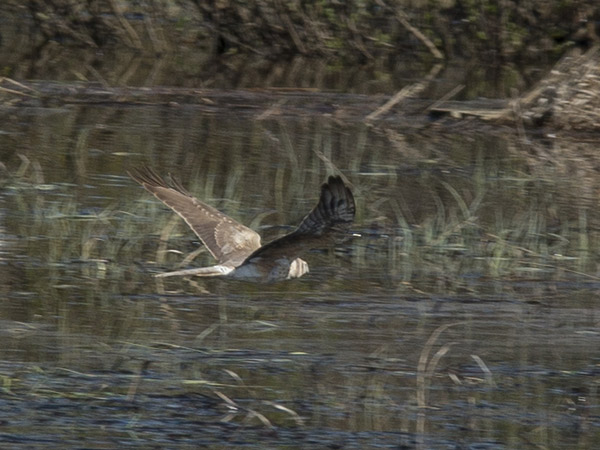 Stäpphök (Circus macrourus) Pallid Harrier