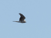 Stpphk (Circus macrourus) Pallid Harrier 