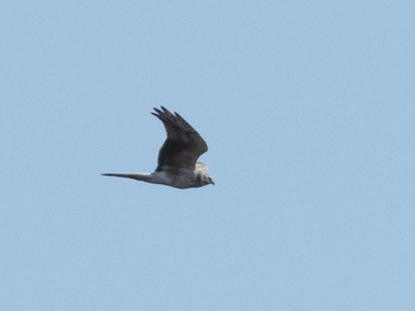 Stäpphök (Circus macrourus) Pallid Harrier