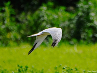 Stpphk (Circus macrourus) Pallid Harrier  