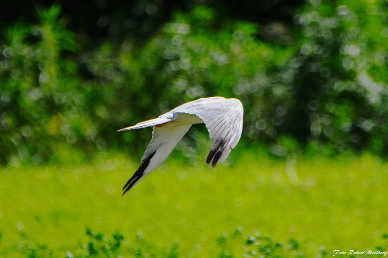 Stäpphök (Circus macrourus) Pallid Harrier