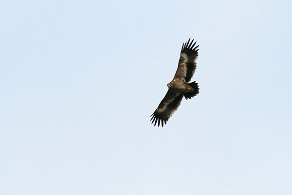 Stäppörn (Aquila nipalensis) Steppe Eagle