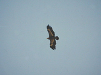 Stpprn (Aquila nipalensis) Steppe Eagle