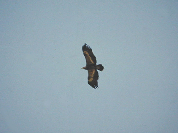 Stäppörn (Aquila nipalensis) Steppe Eagle