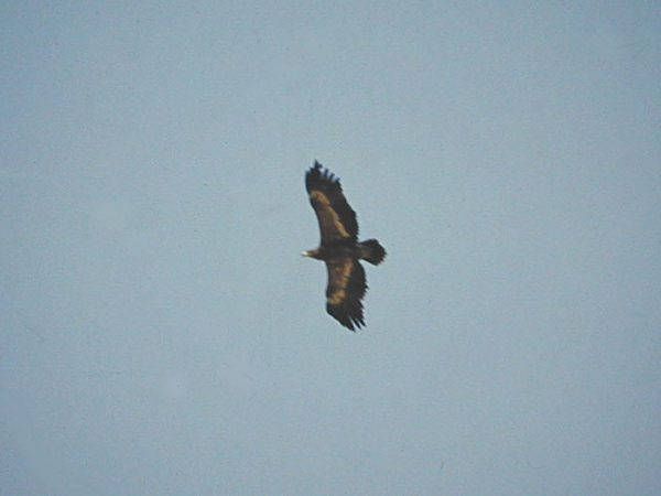 Stäppörn (Aquila nipalensis) Steppe Eagle