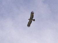 Stpprn (Aquila nipalensis) Steppe Eagle