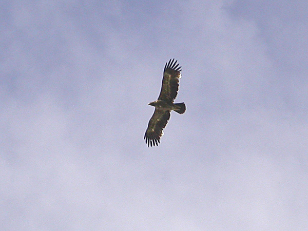 Stäppörn (Aquila nipalensis) Steppe Eagle