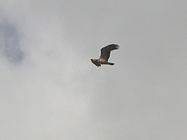 Stäppörn (Aquila nipalensis) Steppe Eagle