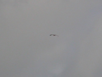 Stpprn (Aquila nipalensis) Steppe Eagle