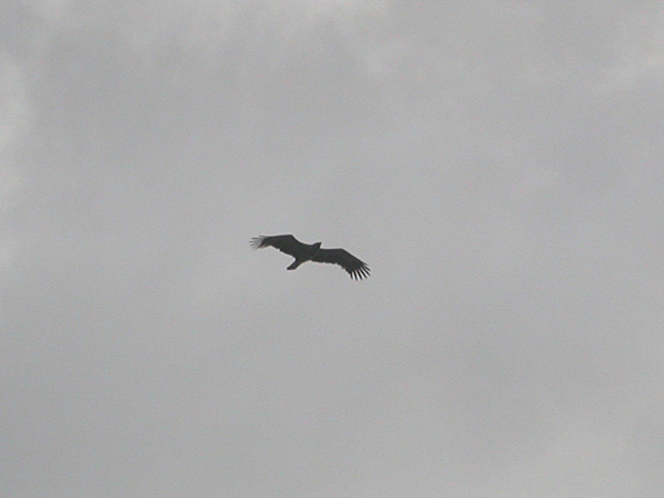 Stäppörn (Aquila nipalensis) Steppe Eagle