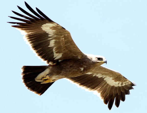 Stäppörn (Aquila nipalensis) Steppe Eagle