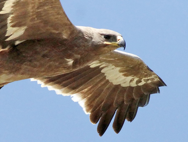 Stäppörn (Aquila nipalensis) Steppe Eagle