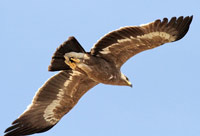 Stpprn (Aquila nipalensis) Steppe Eagle