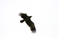 Stpprn (Aquila nipalensis) Steppe Eagle