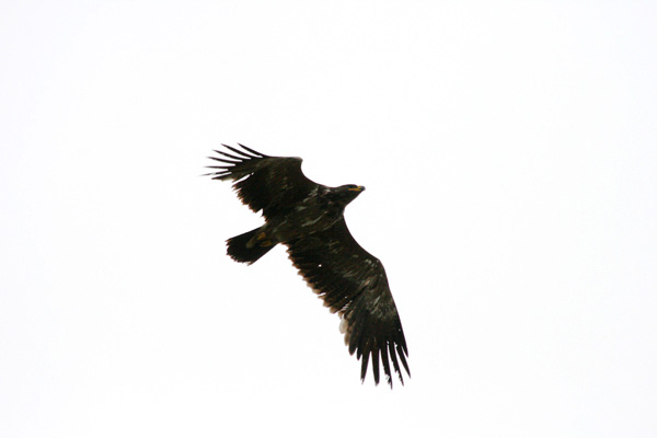 Stäppörn (Aquila nipalensis) Steppe Eagle