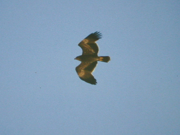 Stäppörn (Aquila nipalensis) Steppe Eagle