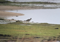 Strre gulbena (Tringa melanoleuca) Greater Yellowlegs 