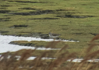 Strre gulbena (Tringa melanoleuca) Greater Yellowlegs