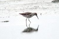 Styltsnppa (Micropalama himantopus) Stilt Sandpiper