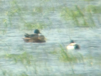 Svartand (Anas rubripes) American Black Duck